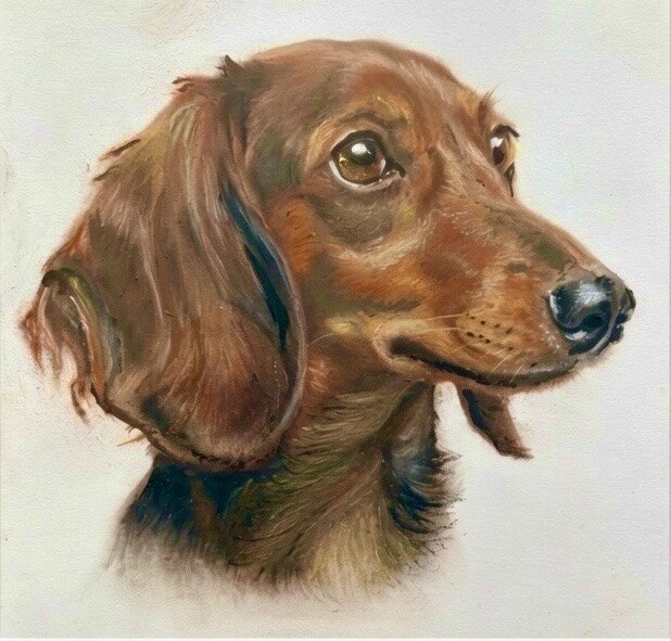 Pastel dachshund portrait