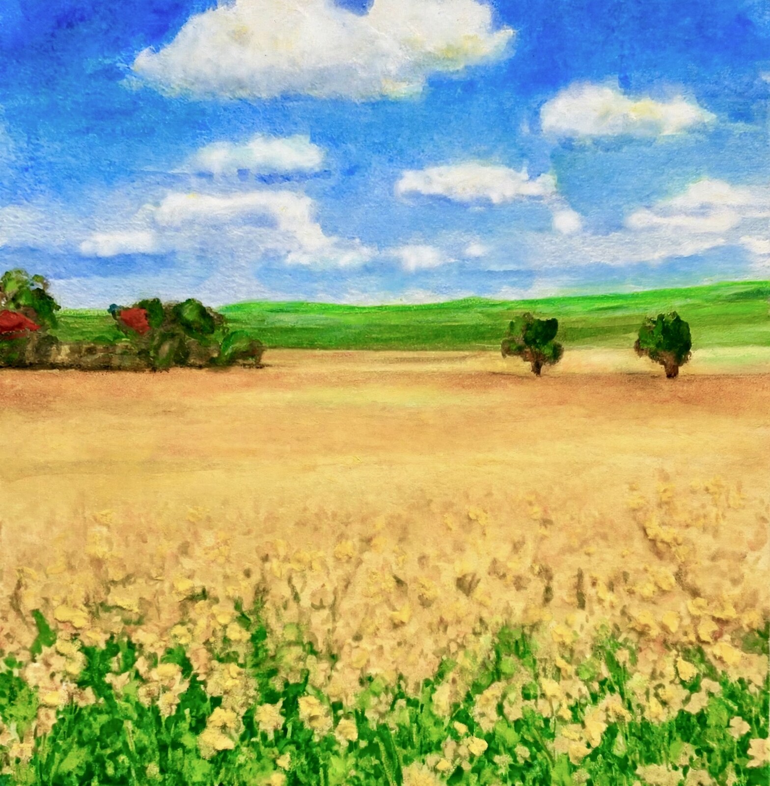 Golden canola field landscape