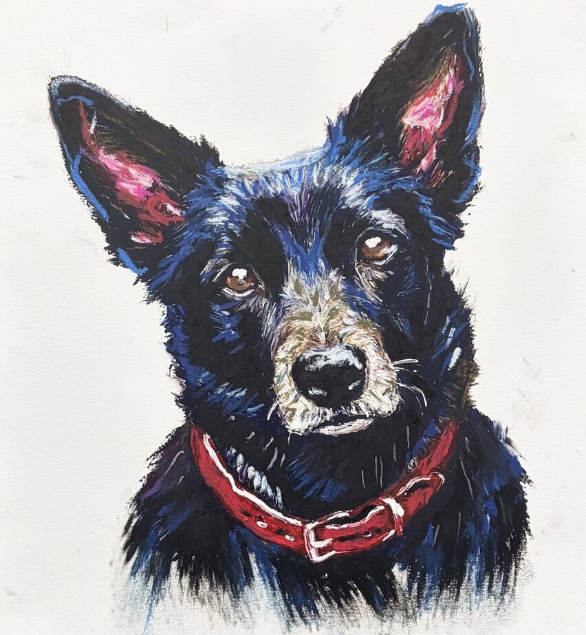 Bold vibrant kelpie portrait with red collar