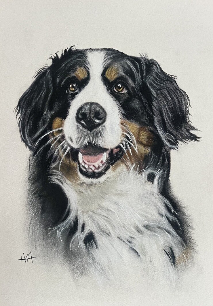 Detailed realistic pastel portrait of a smiling Bernese Mountain Dog