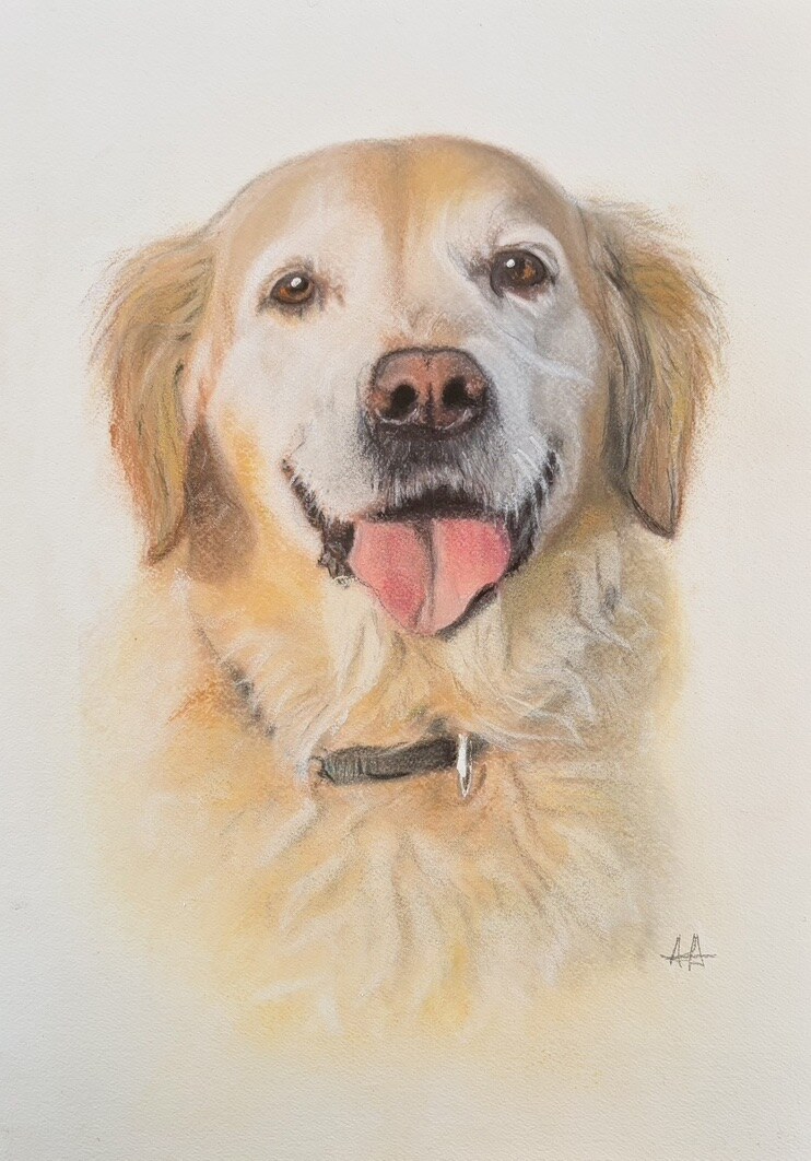 Detailed realistic pastel portrait of a golden retriever