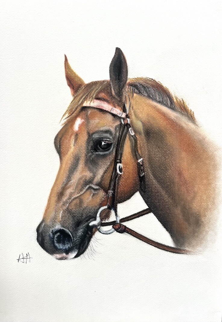 Detailed realistic pastel portrait of a bay horse in a bridle