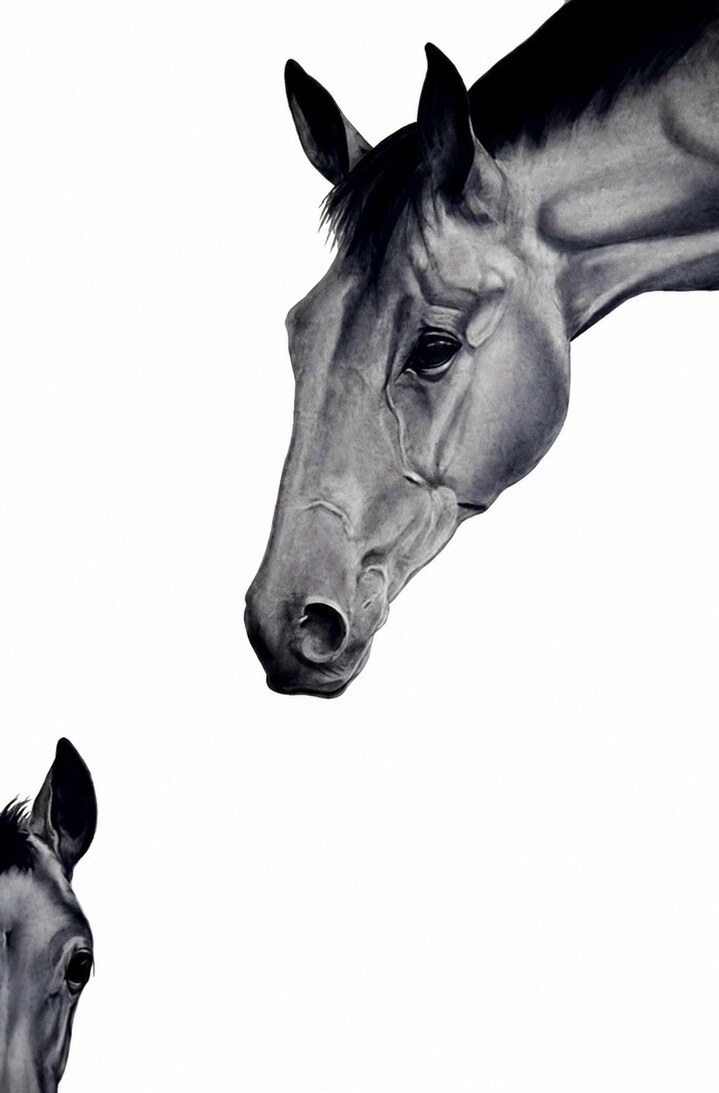 Detailed realistic pastel portrait of two horses