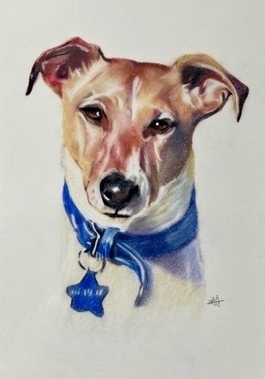 Detailed realistic pastel portrait of a Jack Russell wearing a blue scarf