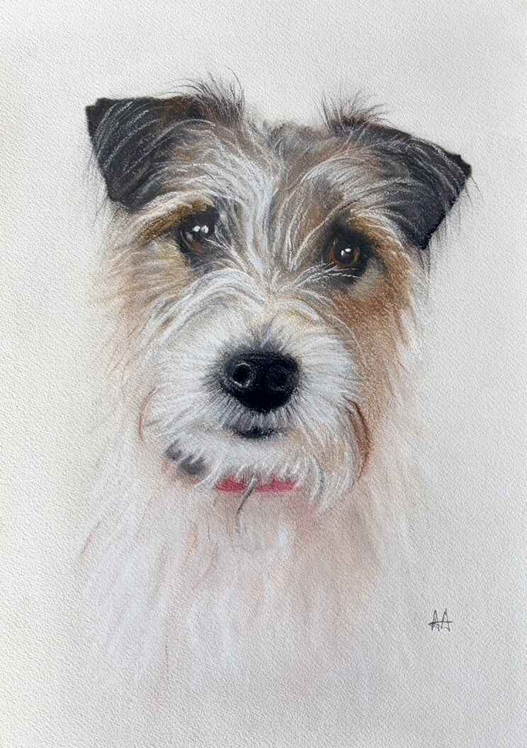 Detailed realistic pastel portrait of a wire-haired terrier
